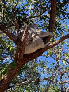 Brisbane Cairns
